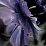 Outdoor Plant Nursery Long Beach: Enhancing Your Front Yard