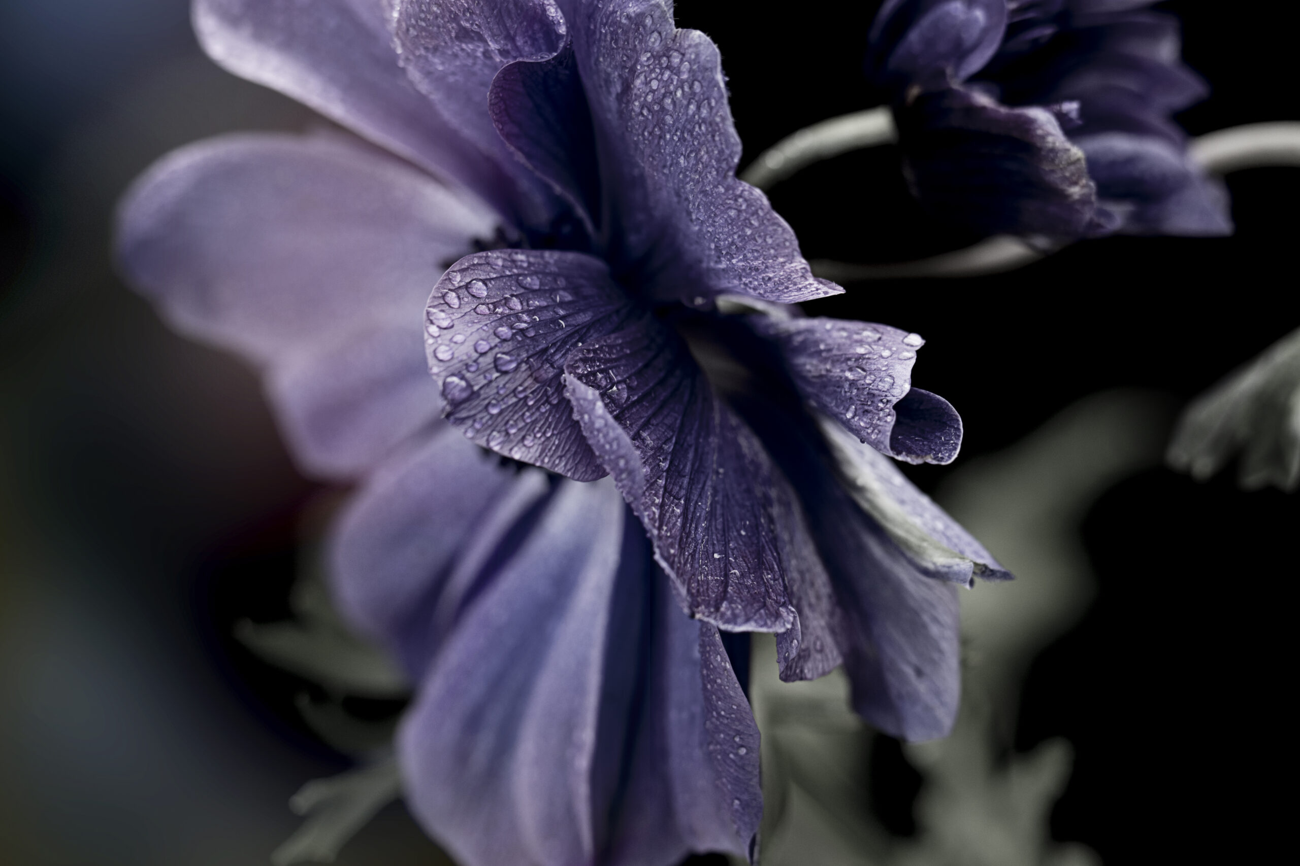 Outdoor Plant Nursery Long Beach: Enhancing Your Front Yard